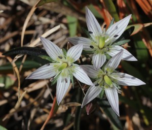Swertia_japonica_flower